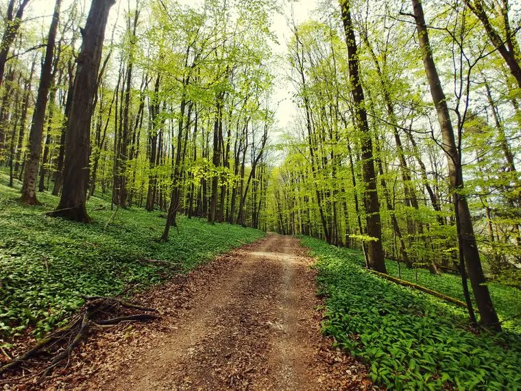 Sunlit dirt path winding through a quiet forest